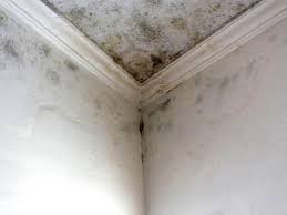 Best Commercial Mold Inspection in Solon, IA